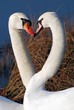 baiser de cygne
