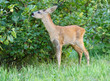 Roe deer. Roe deer.