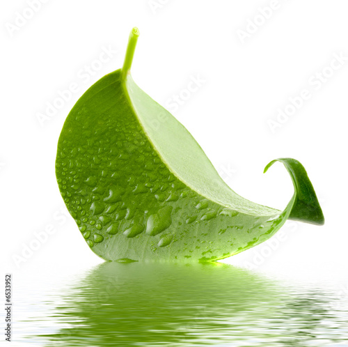 Green leaf.
