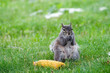 Squirrel Eating Corn