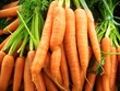 Carottes