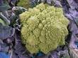 Choux romanesco