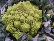 Choux romanesco