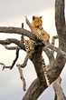 Leopard on the dead tree