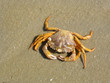 Krebs am Strand