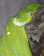 Green Tree Python.