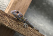 gecko