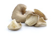 Oyster Mushroom Oyster Mushroom