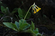 Primula Palinuri Petagna Primula Palinuri Petagna