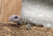 gecko