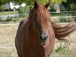 cheval hennit