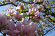Magnolie