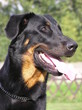 Beauceron, french dog