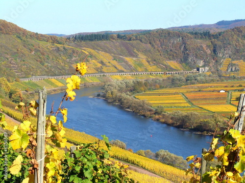 mosel bei pünderich mosel bei pünderich