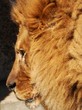 Lion'