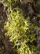 moss on giant sequoia
