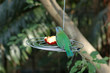 Green bird was feeded