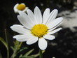blume