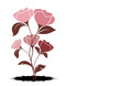 vecteur série - fleurs roses