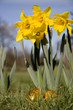 Spring daffodils with easter eggs hiding in grass