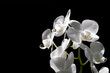 Orchideen