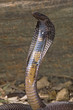 Snake-Black Pakastani cobra Snake-Black Pakastani cobra
