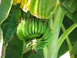 Bananas on the tree