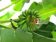 Banana on the tree 2