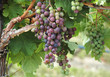 Grape Vine Grape Vine