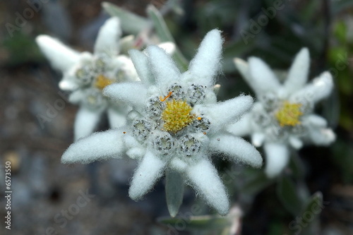edelweiss edelweiss