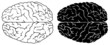 Human brain