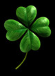 Four leafed shamrock