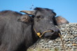 carabao's face
