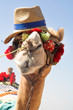 The African camel The African camel