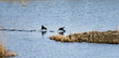 Poules d'eau (Marais de Chautagne, lac du Bourget, Savoie)