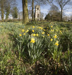 daffodil
