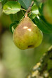 poire