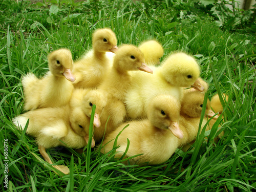 ducklings