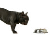 Hungry Bulldog