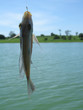 Peixe Fisgado
