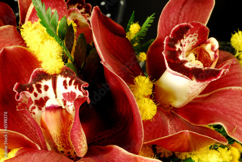 orchidea