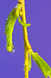 rain drops on a willow flower