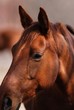 cheval