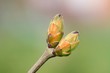 Blüten_Makro_6