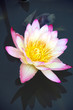 Water lily with reflection