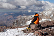 Aconcagua Mountaineer