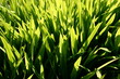 Grass