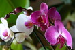 Foto: Orchids Orchids