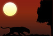 The leopard on night hunting