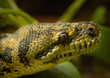 Rautenpython